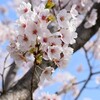 昨日【３月３１日】花見に行った。