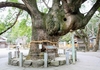 パワーを感じるご神木！【大麻比古神社】と【道の駅 第九の里】周辺