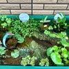 鉢植え自家栽培への道