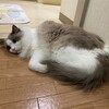 雨で眠いふくちゃん