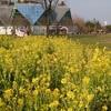 フラワーパーク江南　菜の花畑・スイセン