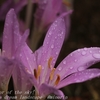 我が家の花たち・10月上旬・・