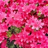 4月の花