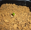 Austrocylindropuntia floccosa 植え替え