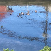 浅瀬に集まる鴨たち20251111