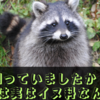 知っていましたか？タヌキは実はイヌ科なんです！