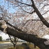 ３月３１日の桜。