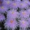 第80回 菊花賞　GⅠ