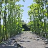 久しぶりにオクラの下葉の整理をしました🎵