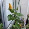 はてなブログ移行、５年10か月