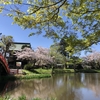 【シニアさんぽ】タモリさんも歩いた称名寺の桜です。
