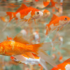 金魚すくいで持ち帰られた金魚の運命