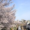 廃線跡から桜と南武線