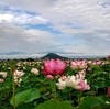 【藤原京跡 蓮池】見ごろを迎えたハスの花【大和三山】