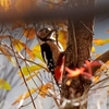 日本　紅葉と野鳥たち　その2