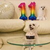 マルチーズのソフィア11歳のお誕生日