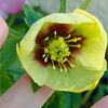 不調のクリローの鉢を集めて抜いてみた＊液肥を薔薇とクレマとクリローに
