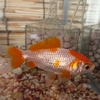 金魚が赤くなる場合②