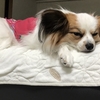 愛犬  パピヨン