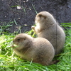 デジカメ散歩 IN 上野動物園《古澤郁子さんの作品》