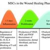 幹細胞による傷跡治療のメカニズム