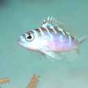 Fishcare Guide Tips And Tricks