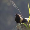 Pheasant Coucal　キジバンケン