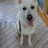 暴走犬