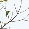 キビタイコノハドリ Golden-fronted Leafbird