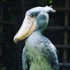 上野動物園に行った