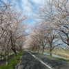 加齢と過労と花粉と。　（二ノ瀬と鞍掛とスイスとアズーロと）