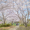 【実籾・京成大久保】地元習志野市にも綺麗な桜がある！ March 2018