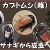 カブトムシ（雌）蛹室から成虫へ