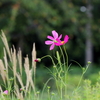 宇宙と秋の花のコスモス