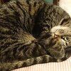 ビスくん、ゆずちゃん、コニーくんがいっぱい8　猫兎猫ちゃんねる-にゃんとにゃん-nyan to nyan-