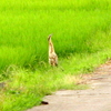 道路にたたずむサンカノゴイ