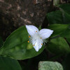 (135) Tradescantia fluminensis