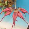 Bulbophyllum rothschildianum 