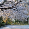 今年の桜、これでオシマイ。
