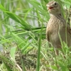 梅雨の中休みに見た「ヒバリ（雲雀）、トンビ（鳶）＆ジェット機」