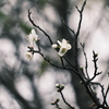 木場公園の超早咲きの白梅の花が咲きました