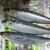 自家製アンチョビ（冷蔵庫で熟成編）