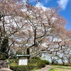 葉桜もなかなか良い感じ
