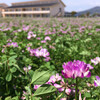 温湯消毒とこなしとアオハダトンボ