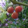8/5 ミニトマト ぷるるん 初収穫（*^_^*）♪