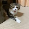 社長、島コテツ51(コテツ　猫　1歳)