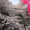 満開の桜とともに