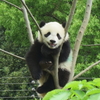 #上野動物園#シャオシャオ#レイレイ#双子パンダ