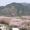 家山の桜