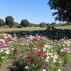 馬見丘陵公園　コスモス